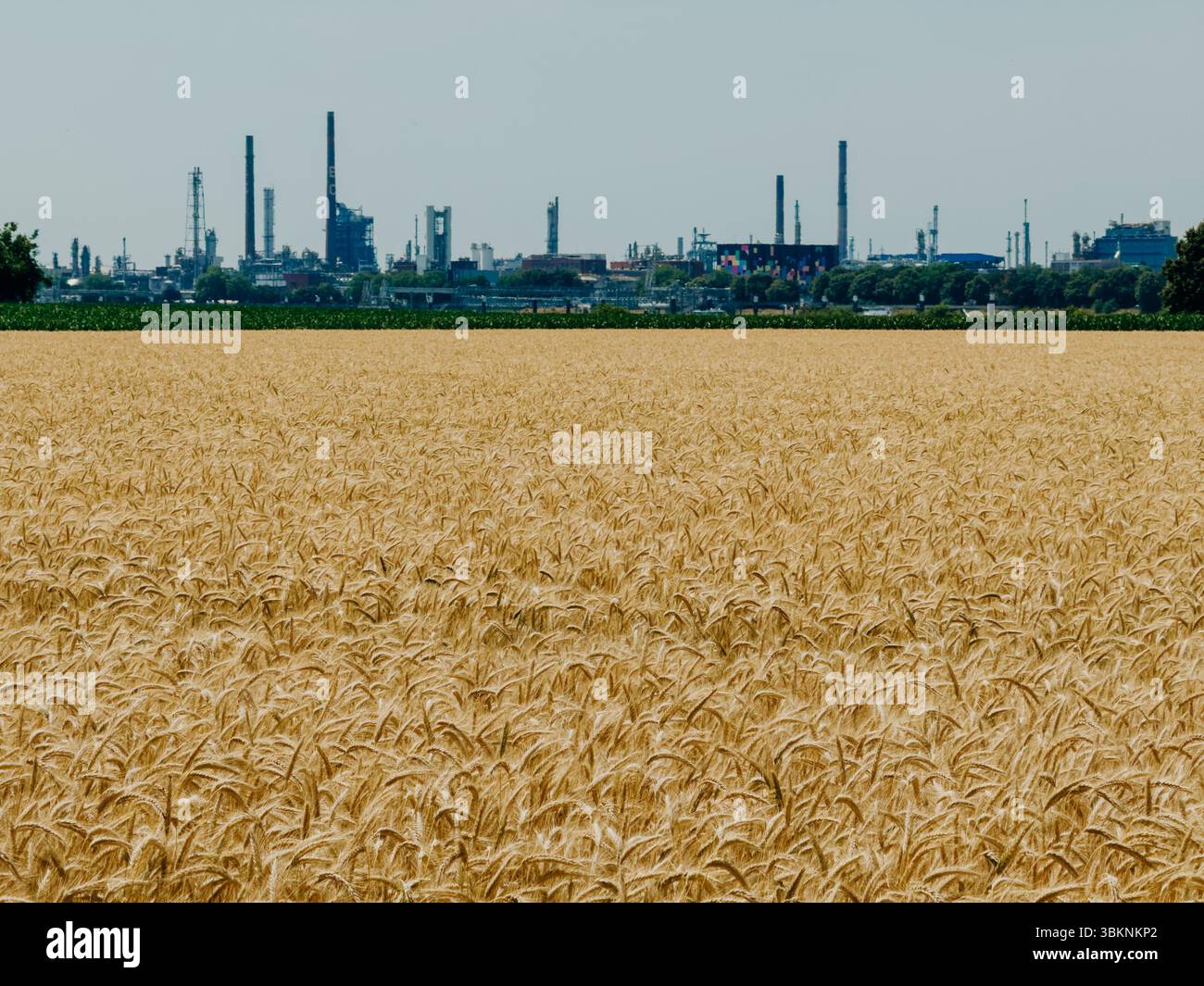 Une vaste étendue de blé mûr s’étend vers l’horizon, où se dessinent au loin les silhouettes de cheminées industrielles et de plantes chimiques. Le Banque D'Images