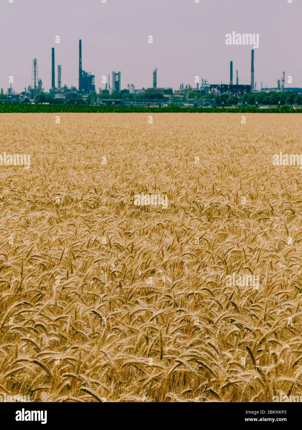 Un dense champ de blé doré domine le premier plan, tandis qu'un complexe industriel massif avec des cheminées et des tours de raffinerie s'élève dans la distance brumeuse. Banque D'Images