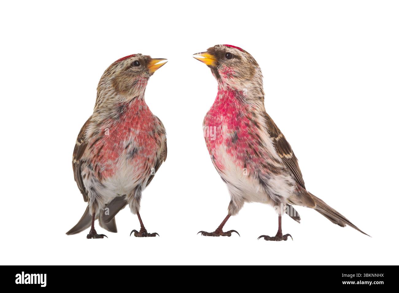 Redpoll commun isolé sur fond blanc Banque D'Images