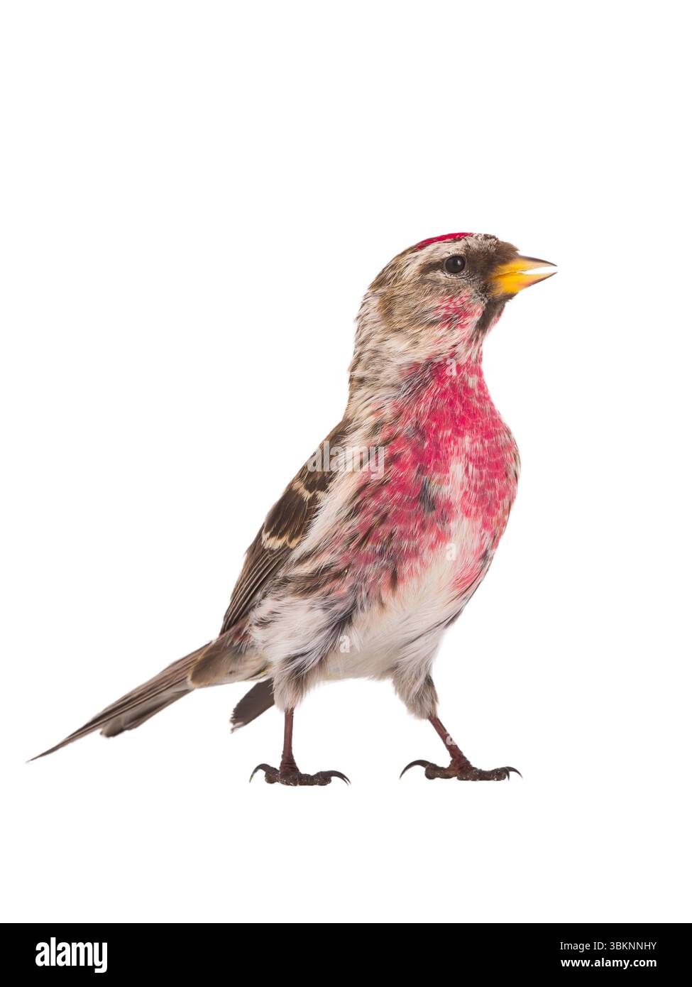 Redpoll commun isolé sur fond blanc Banque D'Images