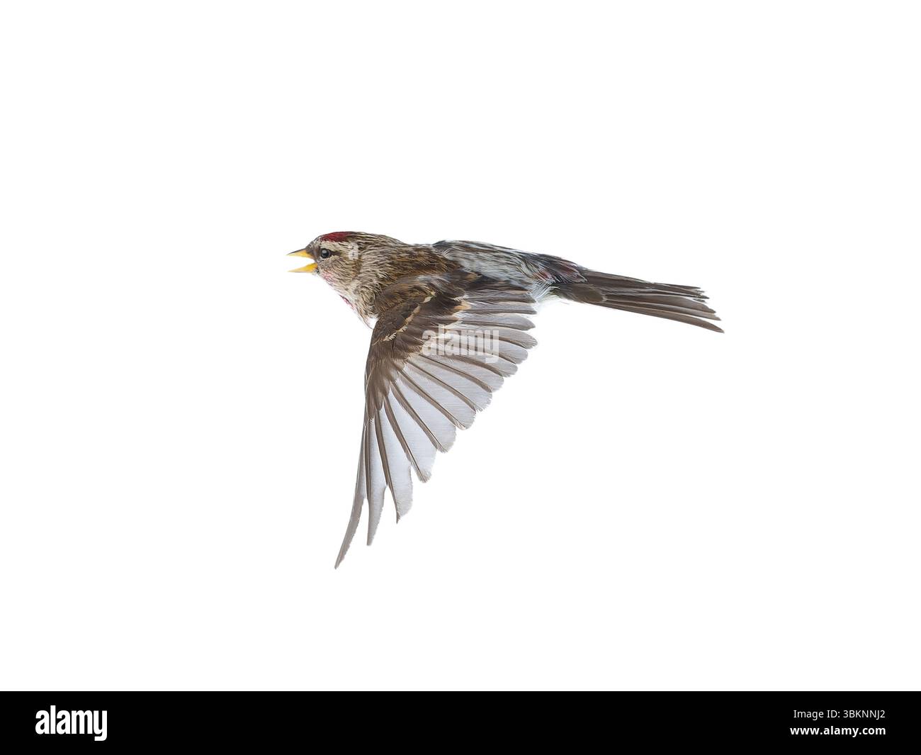 Oiseau en vol Common Redpoll isolé sur fond blanc Banque D'Images
