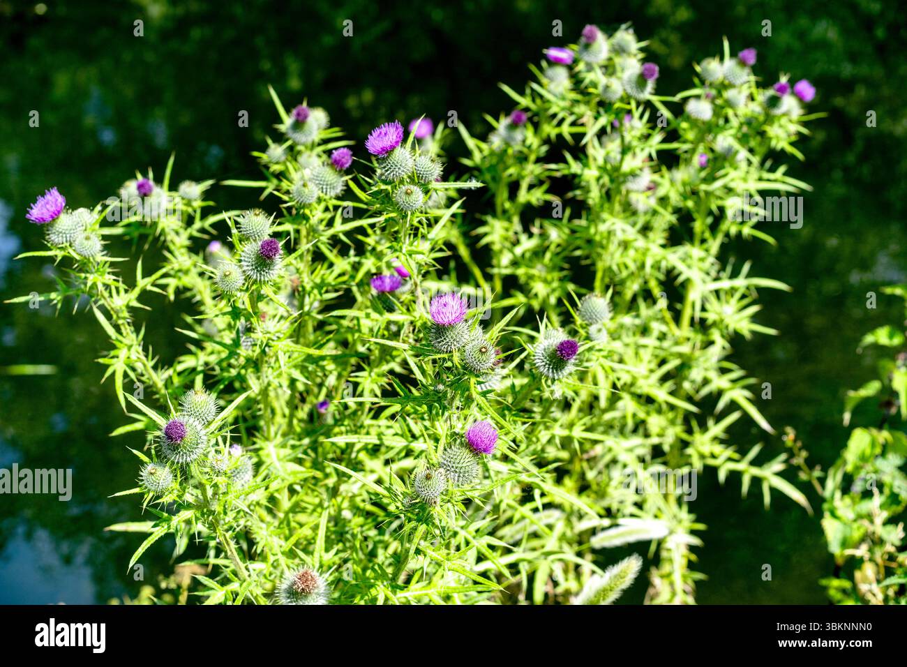 Plante de chardon à fleurs Banque D'Images