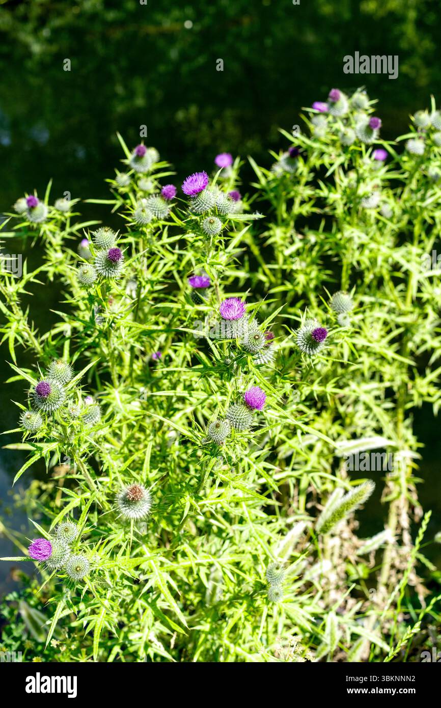 Plante de chardon à fleurs Banque D'Images