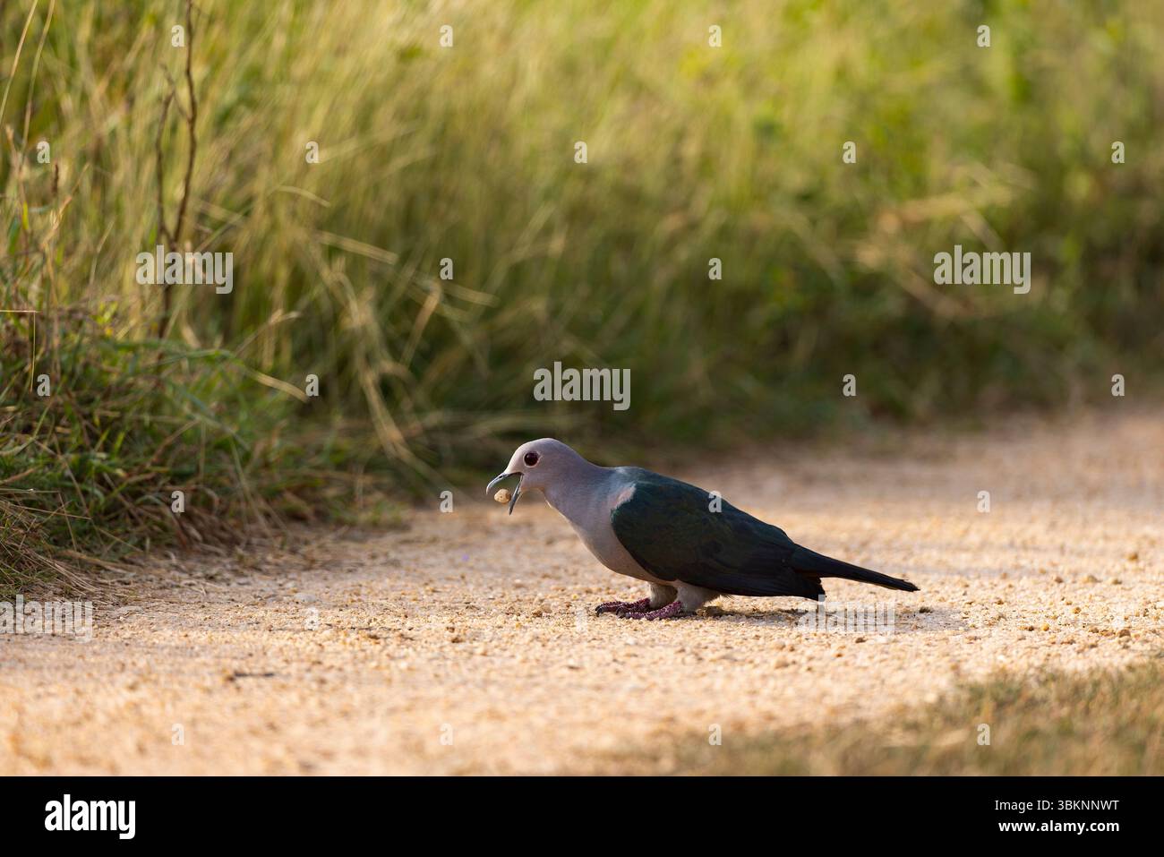 Pierres à avaler Imperial Green Pigeon Banque D'Images