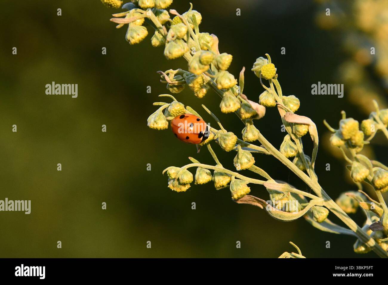 Coccinelle marchant sur une feuille verte Banque D'Images