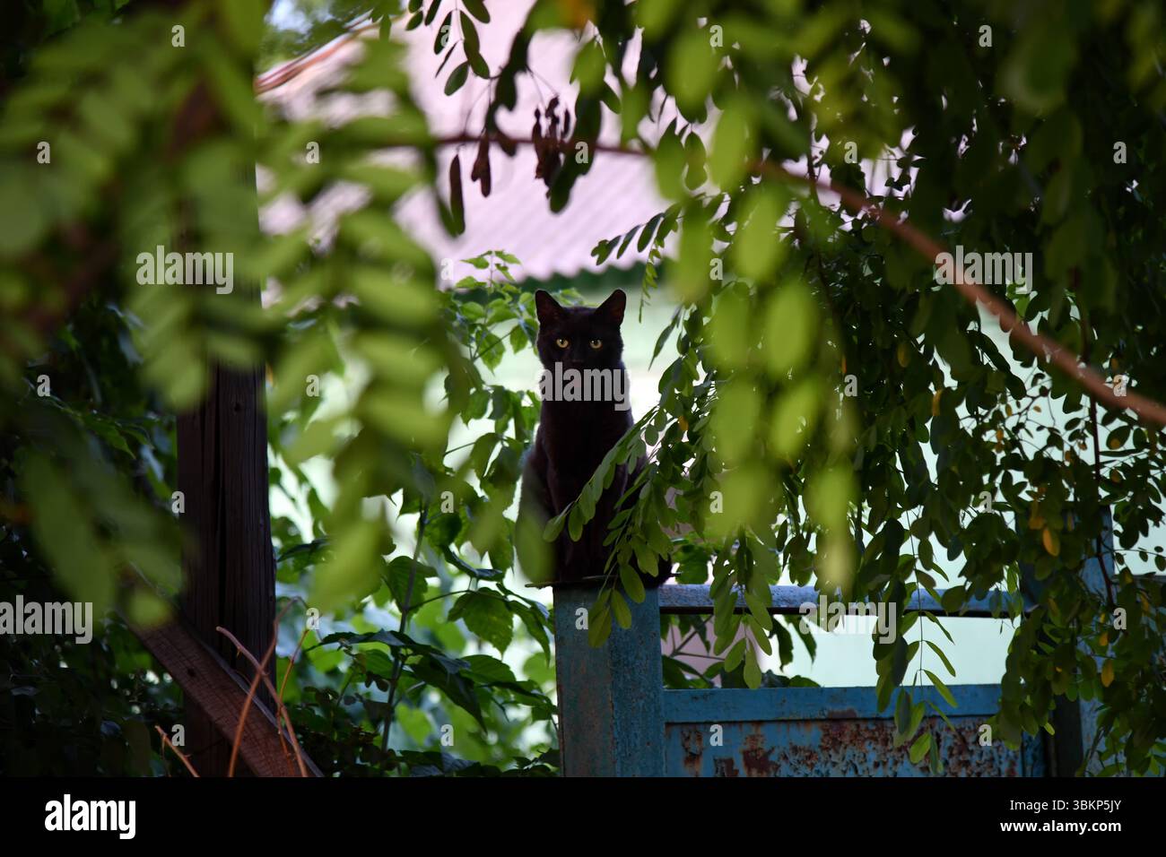chat prenant un selfie parmi les pierres sombres Banque D'Images