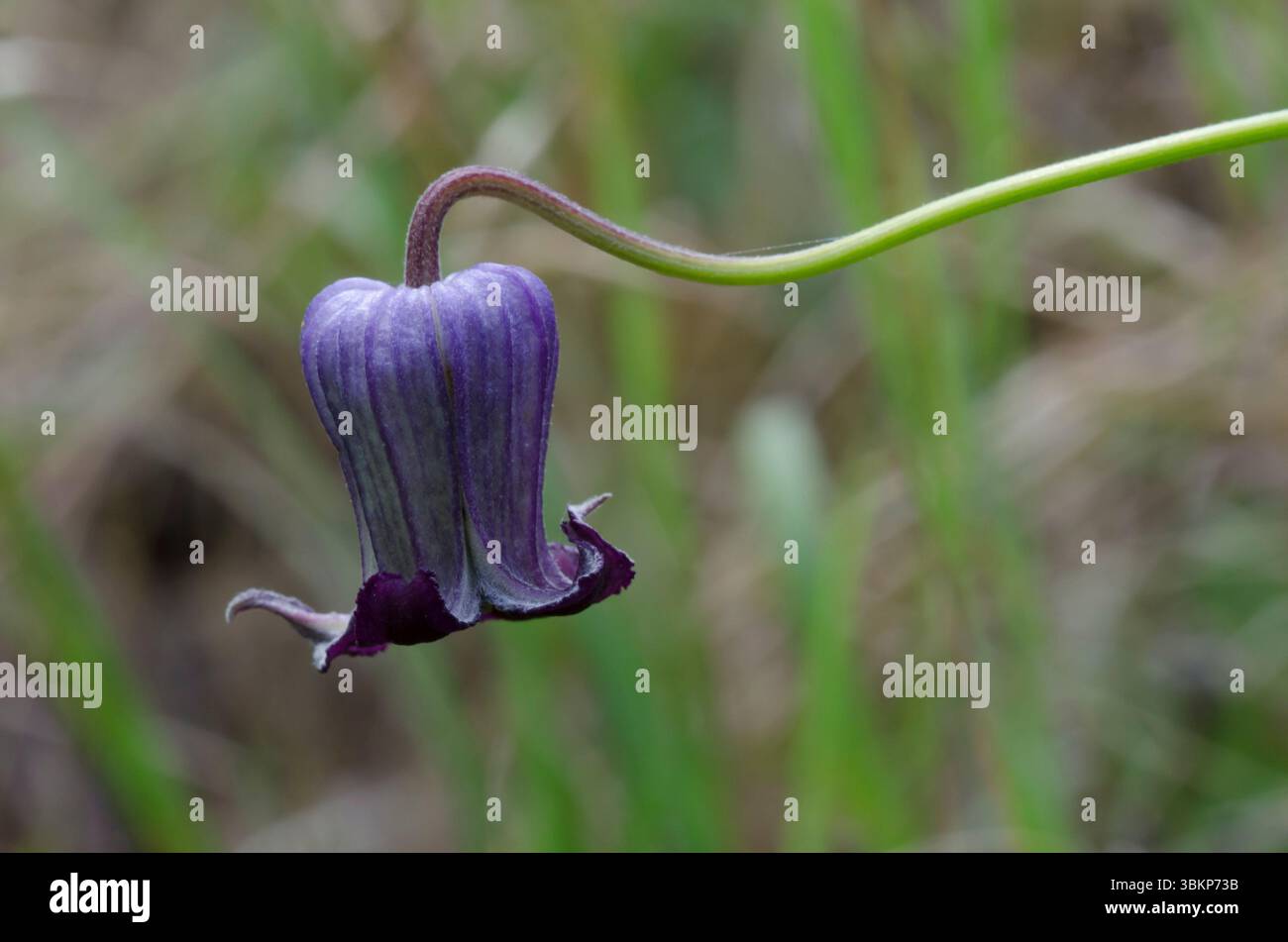 Bluebill, Clematis pitcheri Banque D'Images