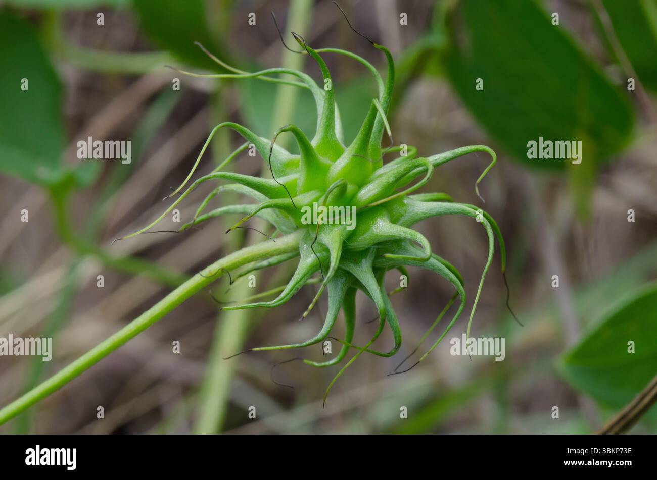 Bluebill, Clematis pitcheri, fruit Banque D'Images