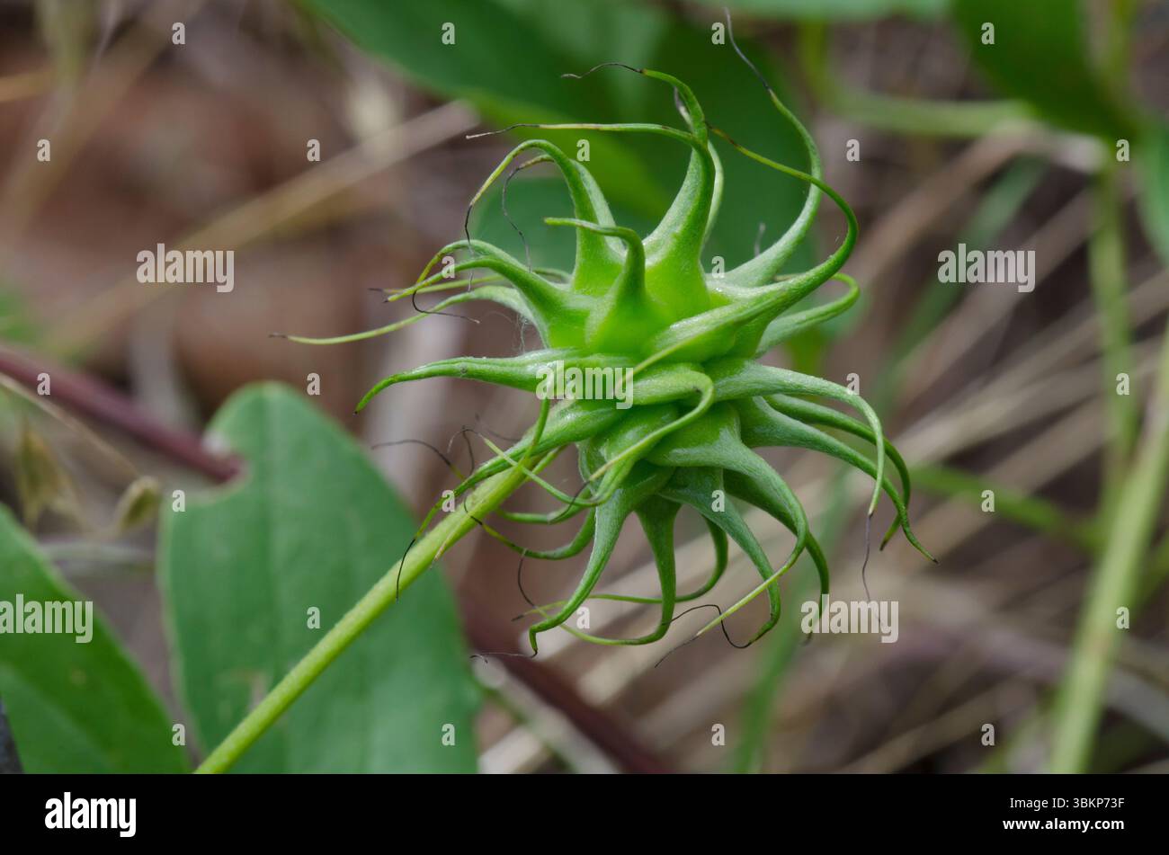Bluebill, Clematis pitcheri, fruit Banque D'Images