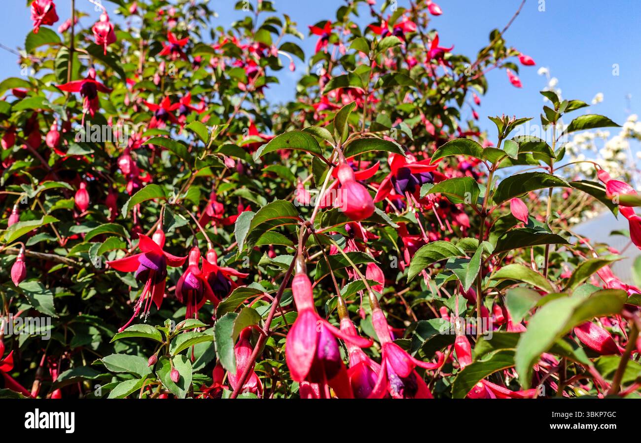 Gros plan de Fuchsia magellanica en floraison vibrante, avec des fleurs rose foncé et violettes en cascade à travers le feuillage vert sous un ciel d'été clair à Irelan Banque D'Images