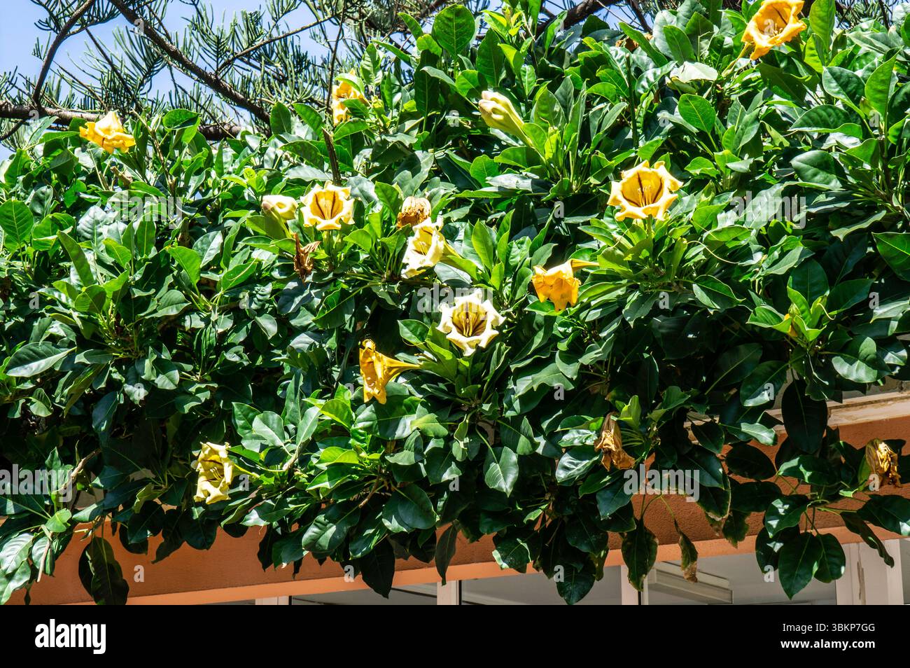 De grandes fleurs jaunes de Solandra maxima fleurissent parmi les feuilles vertes brillantes sur une vigne tropicale vigoureuse, poussant sur une terrasse ombragée à Madère, au Portugal. Banque D'Images De grandes fleurs jaunes de Solandra maxima fleurissent parmi les feuilles vertes brillantes sur une vigne tropicale vigoureuse, poussant sur une terrasse ombragée à Madère, au Portugal. Banque D'Images