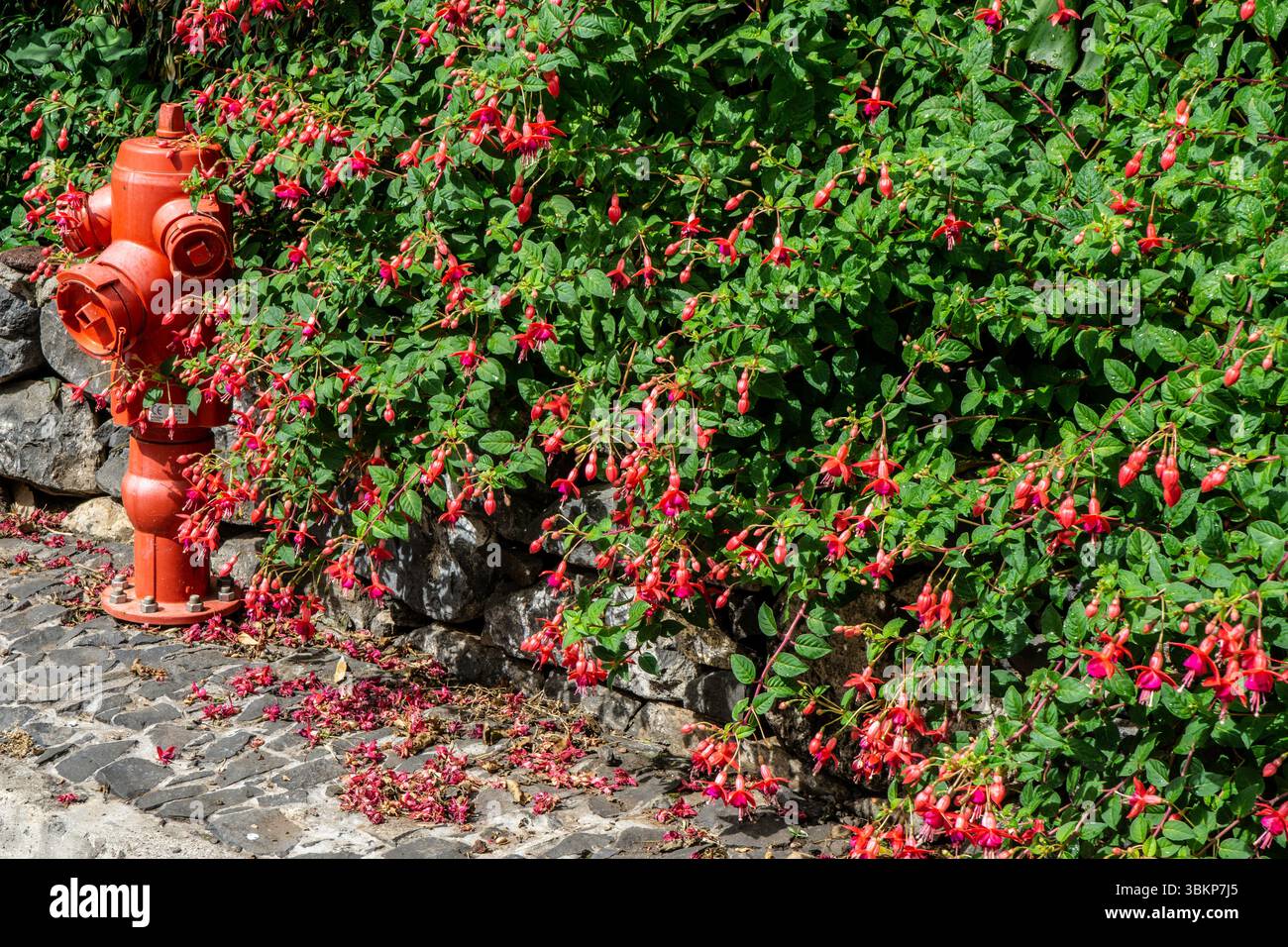 Une bouche d'incendie rouge se dresse à côté d'un luxuriant buisson fuchsia magellanica qui se déverse sur une rue pavée de Madère, au Portugal, avec des fleurs tombées sur le grou Banque D'Images Une bouche d'incendie rouge se dresse à côté d'un luxuriant buisson fuchsia magellanica qui se déverse sur une rue pavée de Madère, au Portugal, avec des fleurs tombées sur le grou Banque D'Images