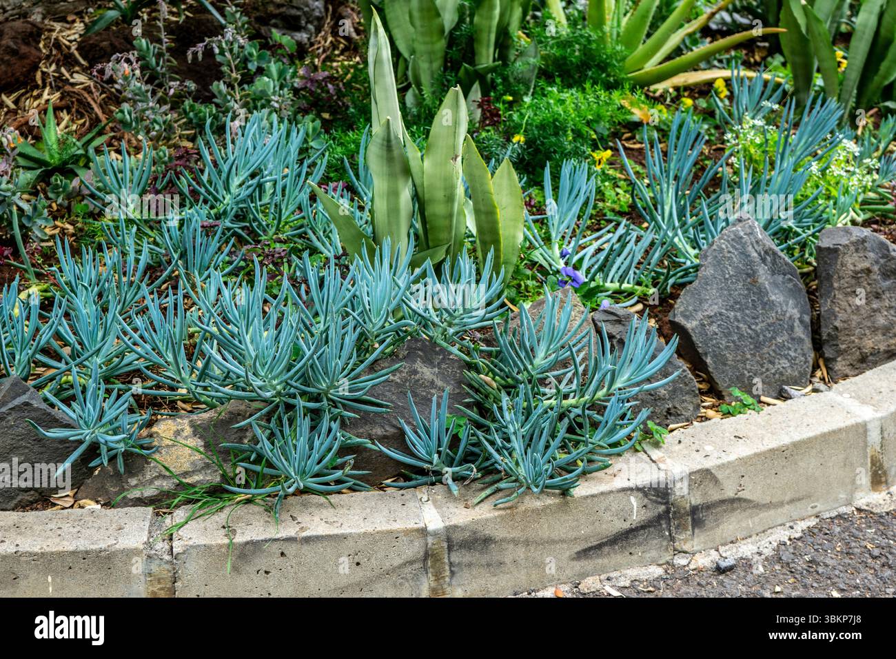 Un groupe de serpents Senecio (Blue Chalksticks) succulents pousse parmi les roches volcaniques dans un lit paysager à Madère, au Portugal, avec d'autres climats secs Banque D'Images Un groupe de serpents Senecio (Blue Chalksticks) succulents pousse parmi les roches volcaniques dans un lit paysager à Madère, au Portugal, avec d'autres climats secs Banque D'Images