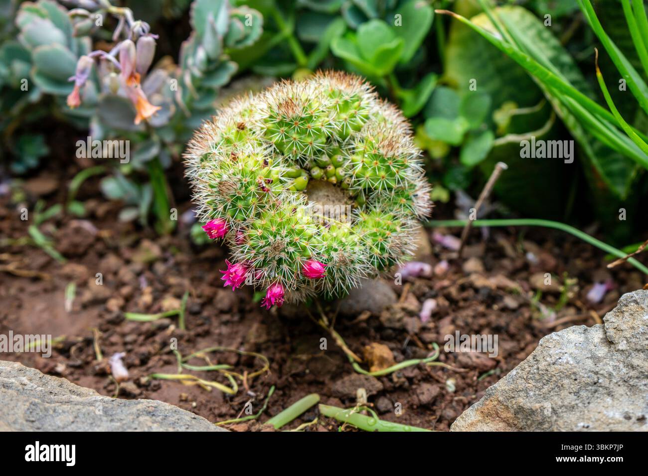 Gros plan d'un cactus Mammillaria avec des fleurs magenta vibrantes fleurissant dans un anneau, poussant dans un sol volcanique, Madère. Latin : Mammillaria hahniana. Banque D'Images Gros plan d'un cactus Mammillaria avec des fleurs magenta vibrantes fleurissant dans un anneau, poussant dans un sol volcanique, Madère. Latin : Mammillaria hahniana. Banque D'Images