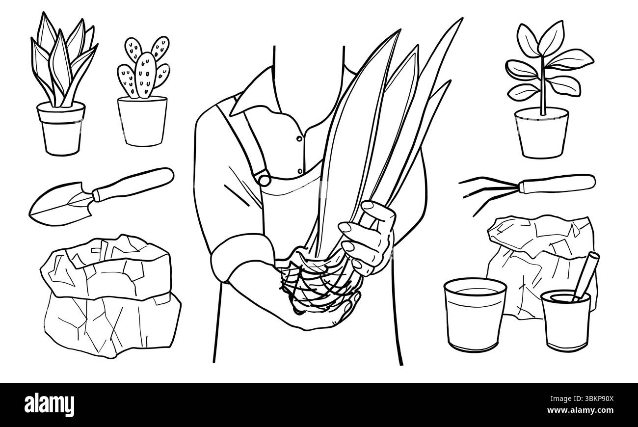 Homme tenant la plante de maison dans les mains. Concept de soin des plantes, transplantation de plantes, parcelle de jardin, jardinage, plantes cultivées. Illustration linéaire vectorielle avec h. Illustration de Vecteur