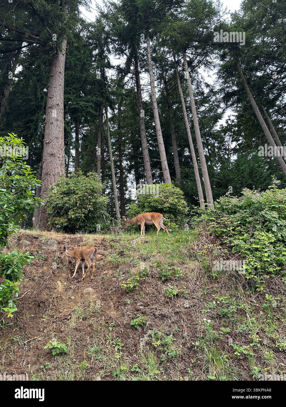 Deux cerfs mâles qui paissent sur une colline abrupte et abrupte à Eugene, Oregon. Banque D'Images