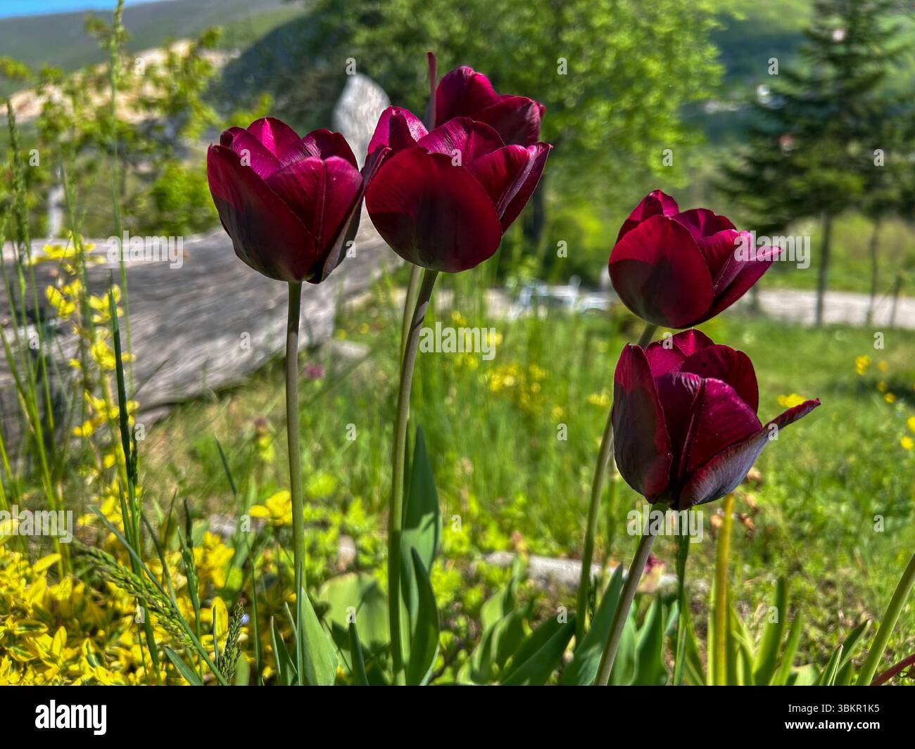Gros plan de belles tulipes rouge foncé en pleine floraison, entourées d'herbe verte et de fleurs sauvages jaunes dans un jardin printanier animé. - Image de stock capturée avec un smartphone