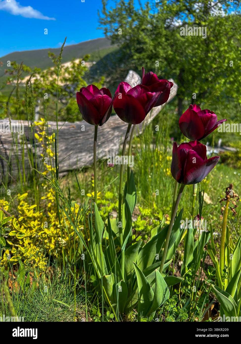 Élégantes tulipes rouge foncé en pleine floraison entourées de verdure et de plantes sauvages, sur fond de montagne pittoresque et ciel bleu vif. - Image de stock capturée avec un smartphone
