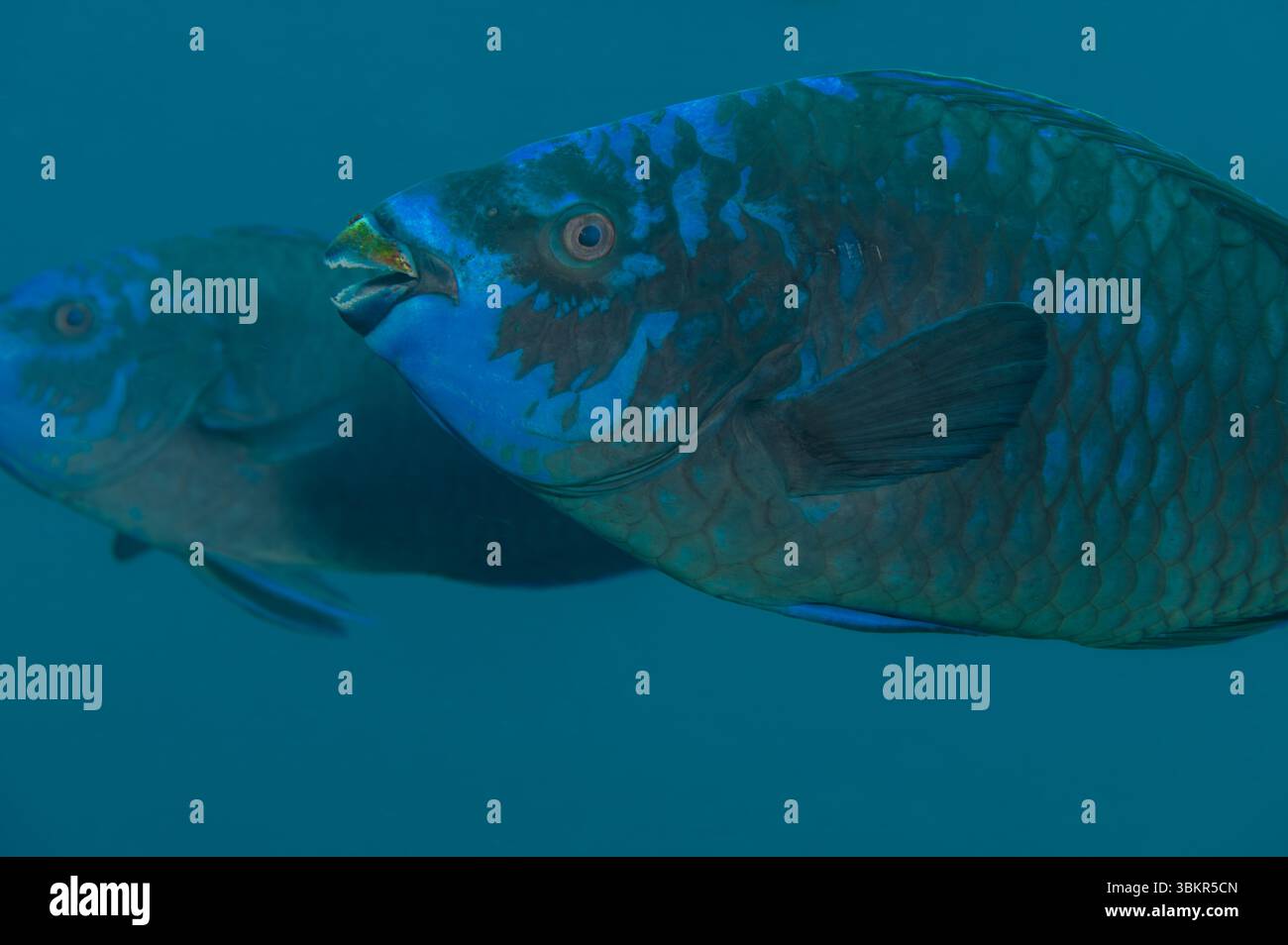 Gros plan perroquet de minuit Scarus coelestinus avec Copy-Space Banque D'Images