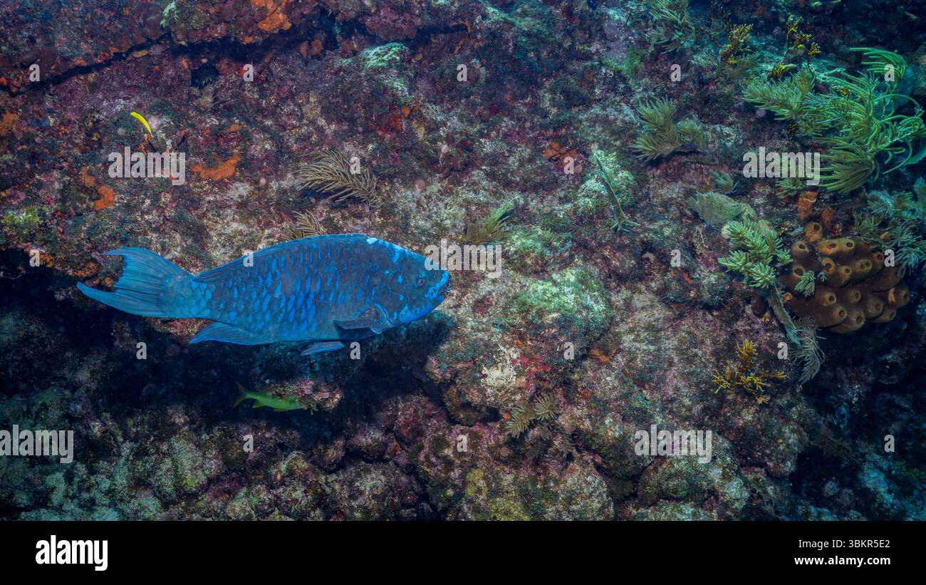 Perroquet de minuit Scarus coelestinus dans le récif corallien naturel Banque D'Images