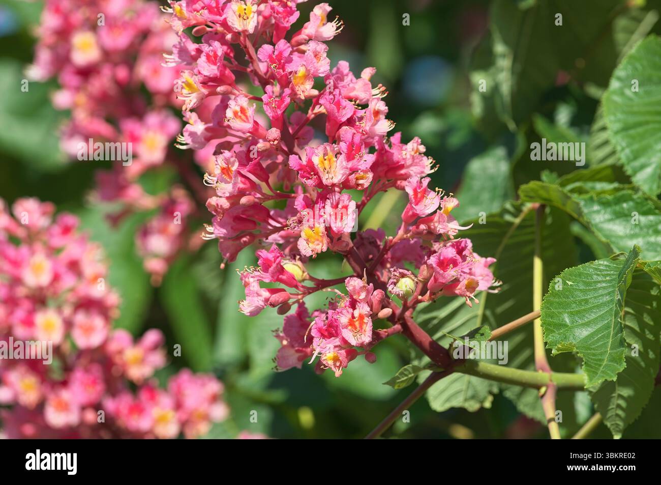 Red Horse-châtaignier tree (Aesculus x carnea) - un hybride avec des grappes florales verticales vibrantes. Banque D'Images