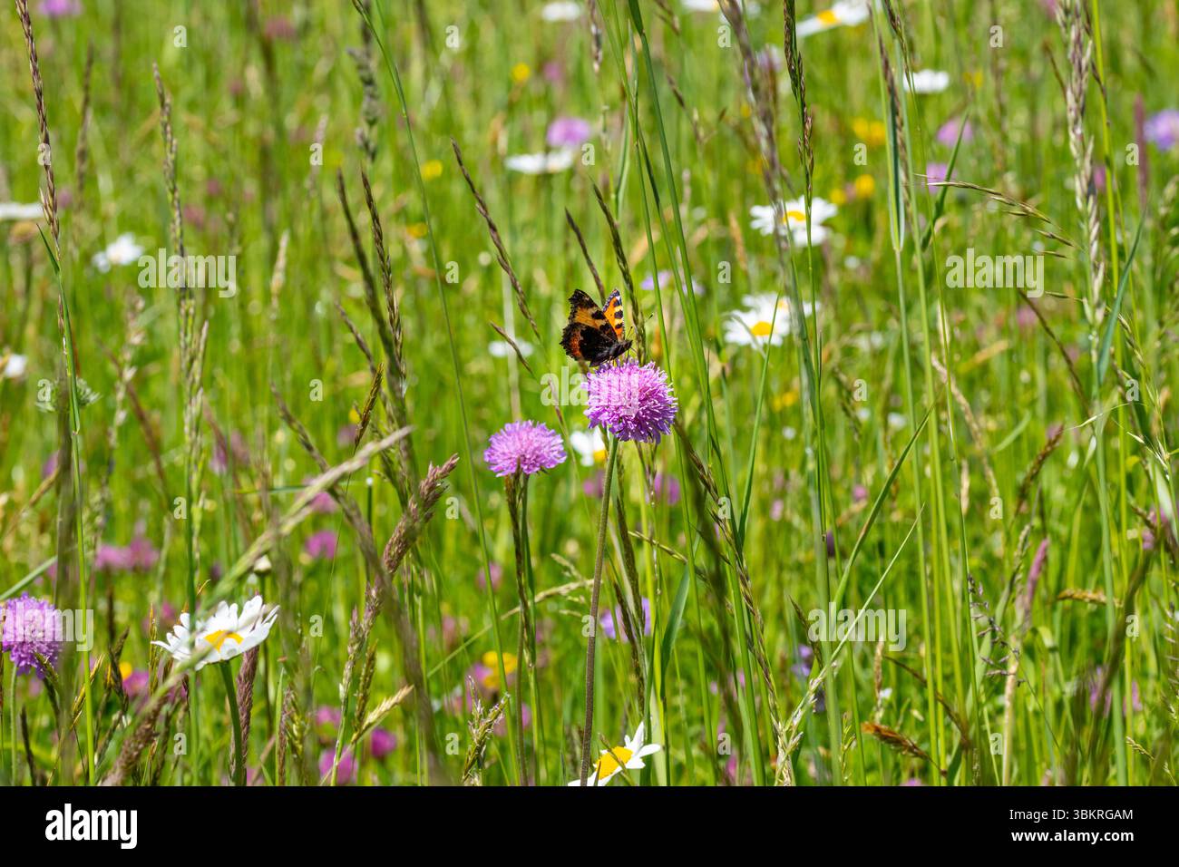 Petit papillon en écaille de tortue Aglais urticae assis sur une knautia arvensis dans les prairies alpines Banque D'Images