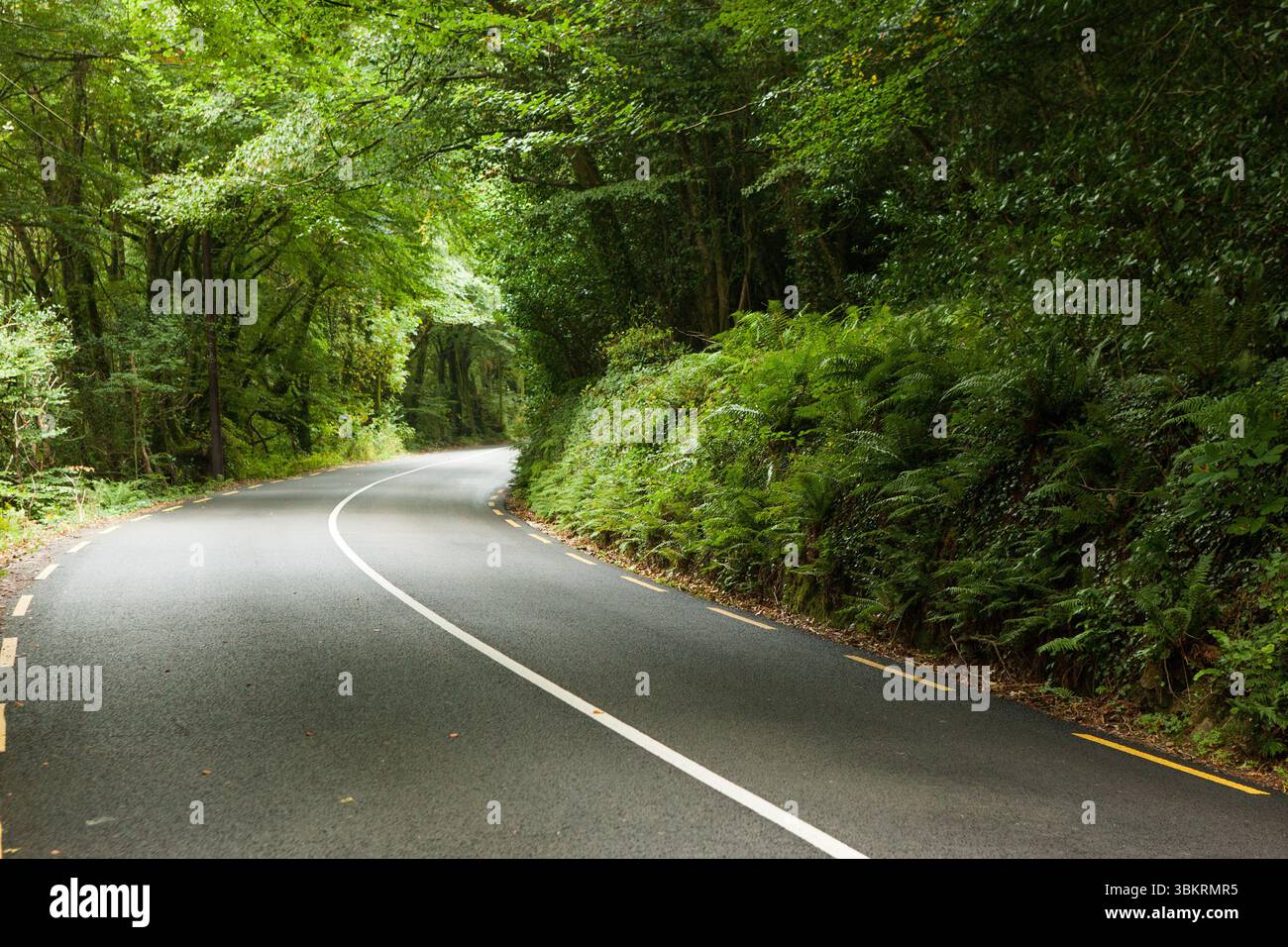 La route asphaltée sinueuse courbe à travers un tunnel forestier plat, avec une ligne blanche et des fougères Banque D'Images