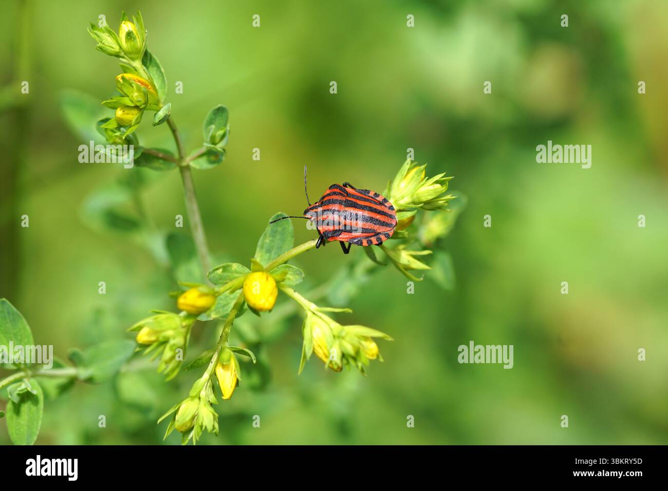 Graphosoma italicum, insecte rayé, insecte rayé italien, insecte minstrel. Un insecte bouclier dans la famille des Pentatomidae. Sur les fleurs d'Hypericum. France, juin Banque D'Images