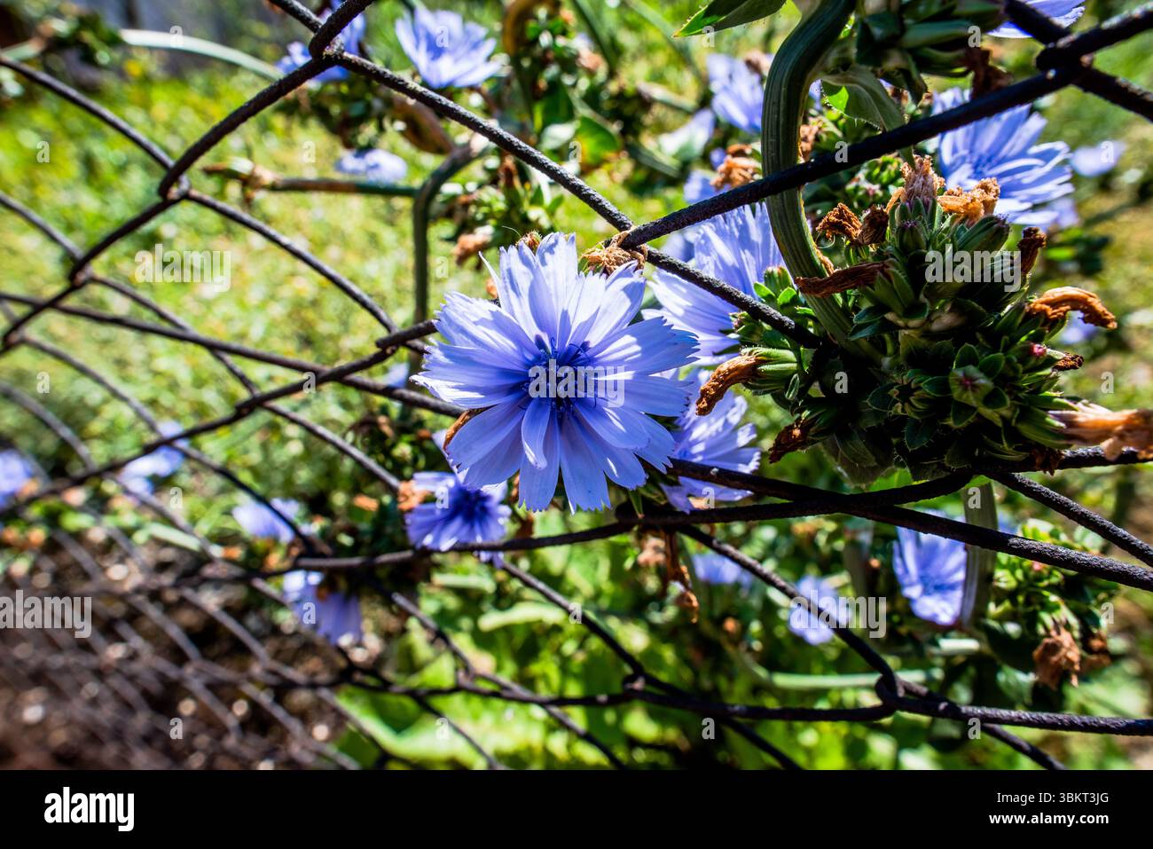 Gros plan de Cichorium endivia à San Martino Di Castrozza Trento Italie Banque D'Images