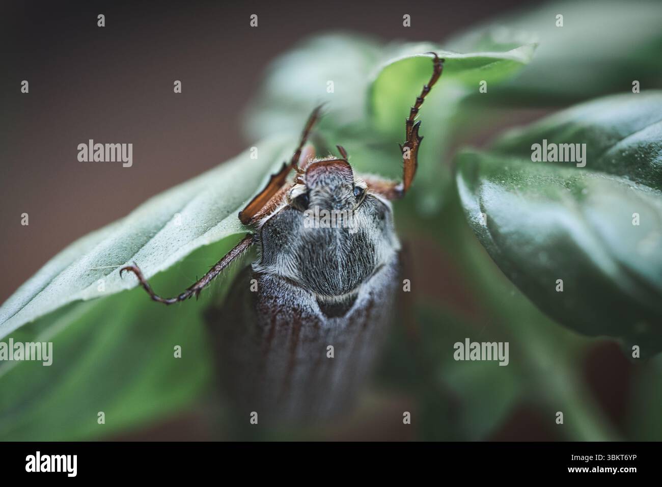 Gros plan détaillé d'un cockchafer sur une feuille verte. Corps gris, jambes rouges, structures nettement ciblées - idéal pour la photographie de nature et d'insectes ! Banque D'Images