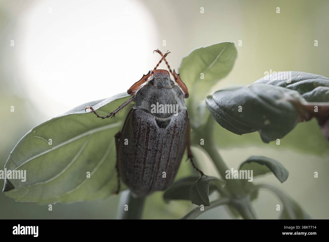 Gros plan détaillé d'un cockchafer sur une feuille verte. Corps gris, jambes rouges, structures nettement ciblées - idéal pour la photographie de nature et d'insectes ! Banque D'Images