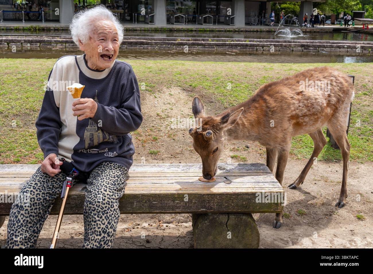 Vieille femme japonaise mangeant de la crème glacée et riant alors que le cerf Sika mange un biscuit à Nara Park, au Japon Banque D'Images