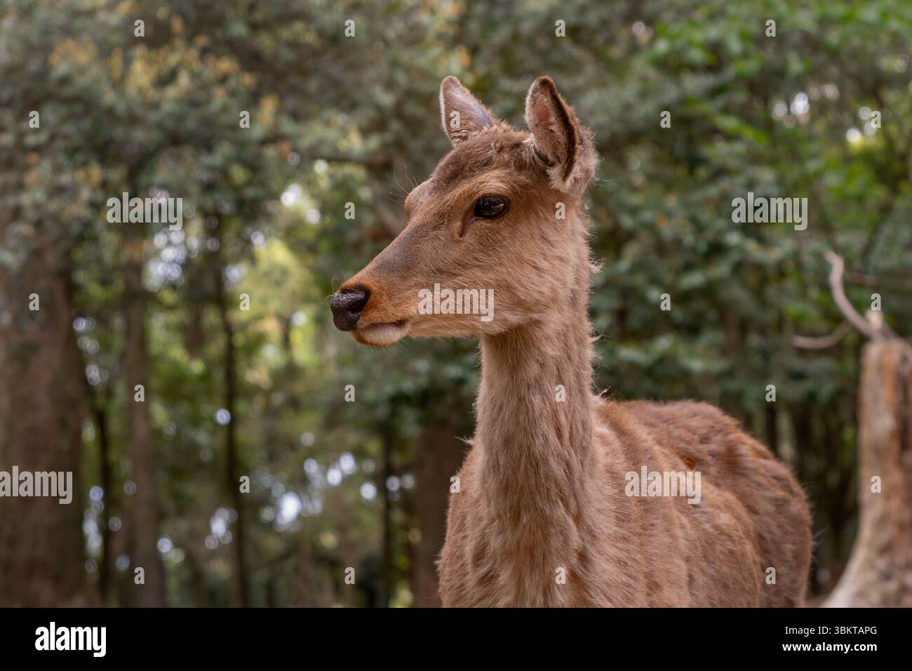 Cerf Sika dans le parc de Nara, Japon Banque D'Images