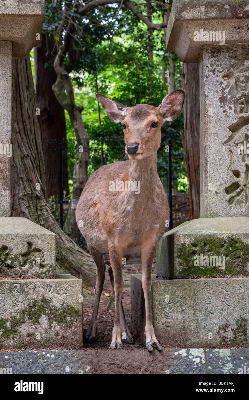 Cerf Sika dans le parc de Nara, Japon Banque D'Images