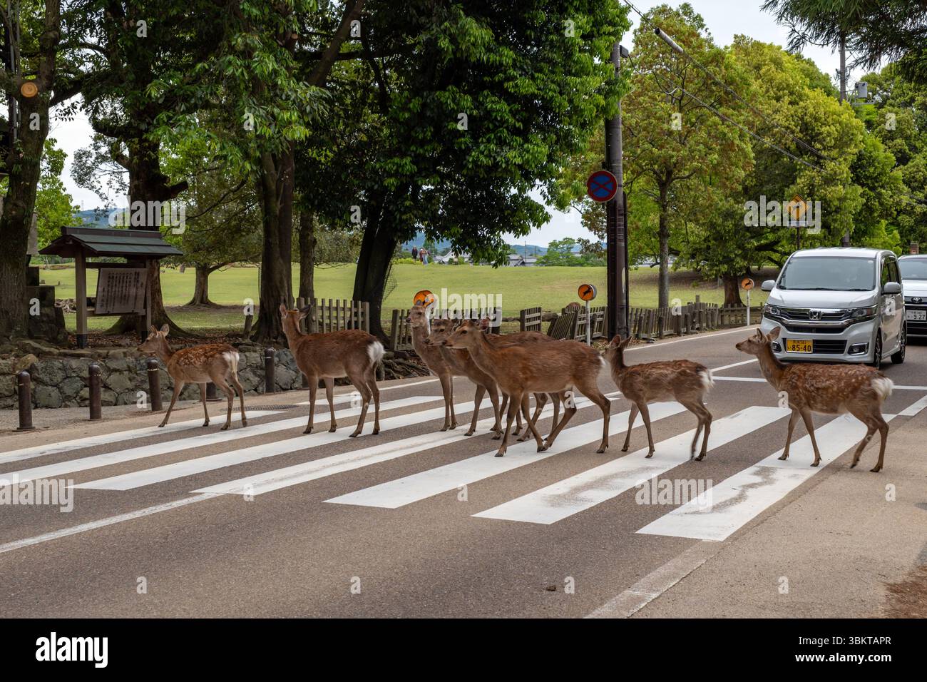 Cerf Sika traversant la route à Nara Park, Japon Banque D'Images