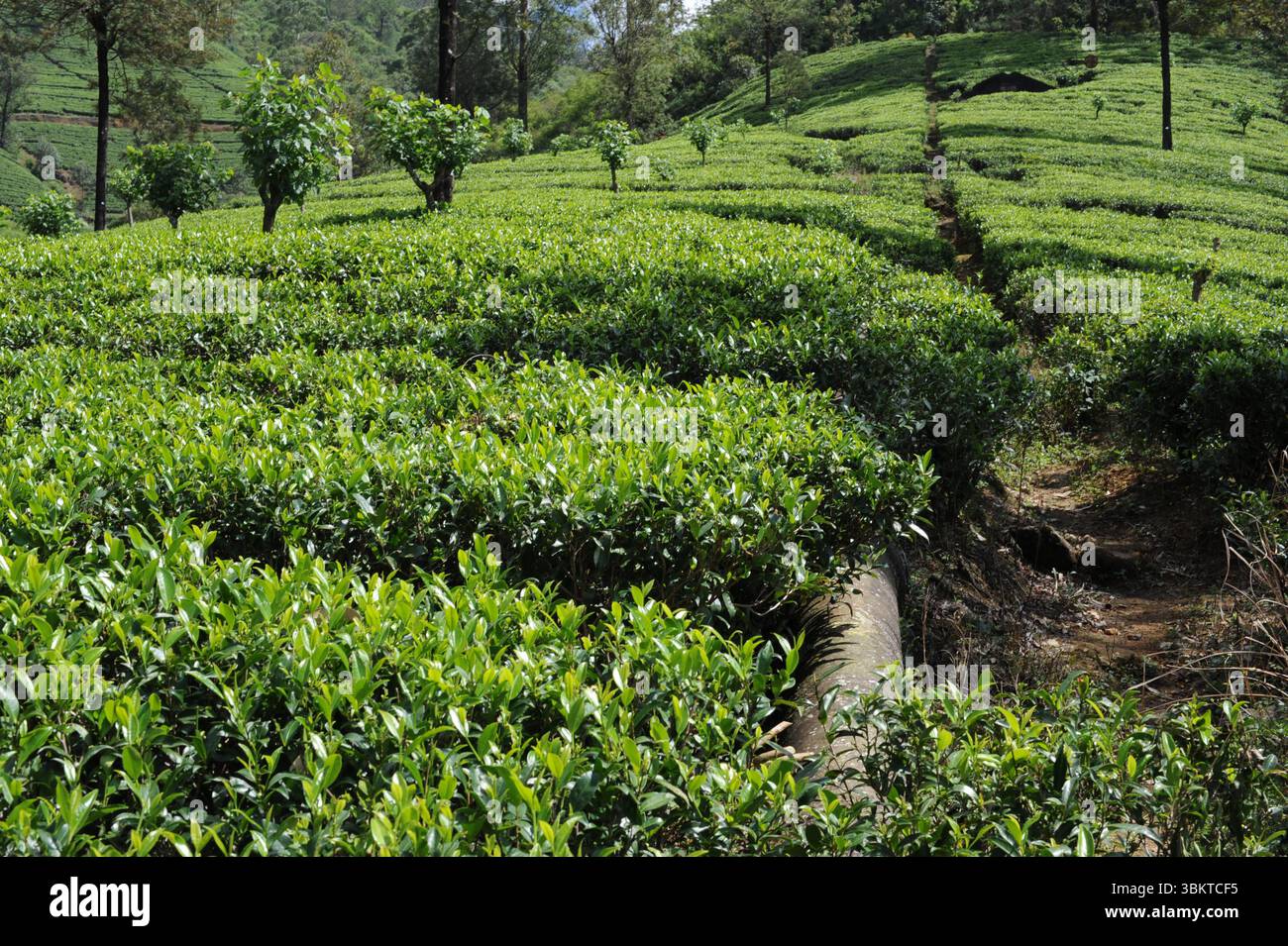 Feuilles de thé vert luxuriant de plante de thé (Camellia sinensis) sur une plantation de thé sur un domaine de thé par une journée ensoleillée au Sri Lanka Banque D'Images