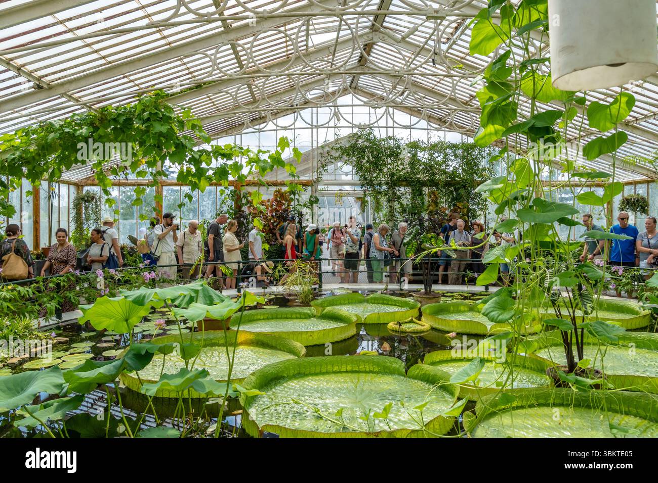 Londres, Royaume-Uni. 22 juin 2025. Les visiteurs profitent d'une journée ensoleillée aux jardins de Kew à Londres, explorant les jardins botaniques historiques, les serres et les terrains paysagers. L'attraction populaire attire les foules avec ses riches collections de plantes et ses expositions saisonnières. Crédit : Thomas Faull/Alamy Live News Banque D'Images