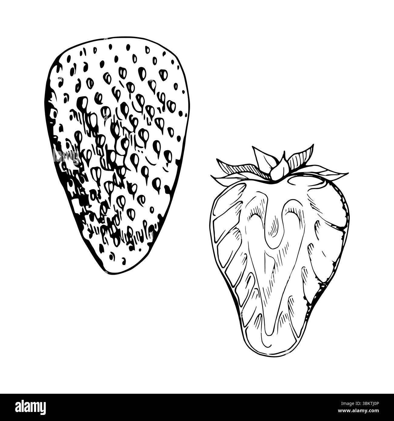 Fraise fruit mûr avec des feuilles couronne pleine et coupée en deux à la main dessinée dans l'encre vectorielle, fraise de jardin. Illustration botanique isolée. Domicile Illustration de Vecteur