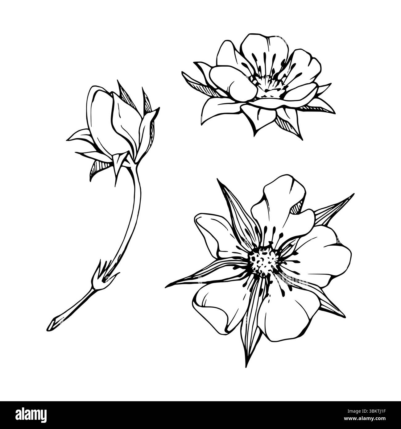 Bourgeons de fleurs de printemps précoces fraise framboise cerise sakura, dessiné à la main dans l'encre vectorielle arbre arbre baie plante anémone primevère Marguerite. Objet unique Illustration de Vecteur
