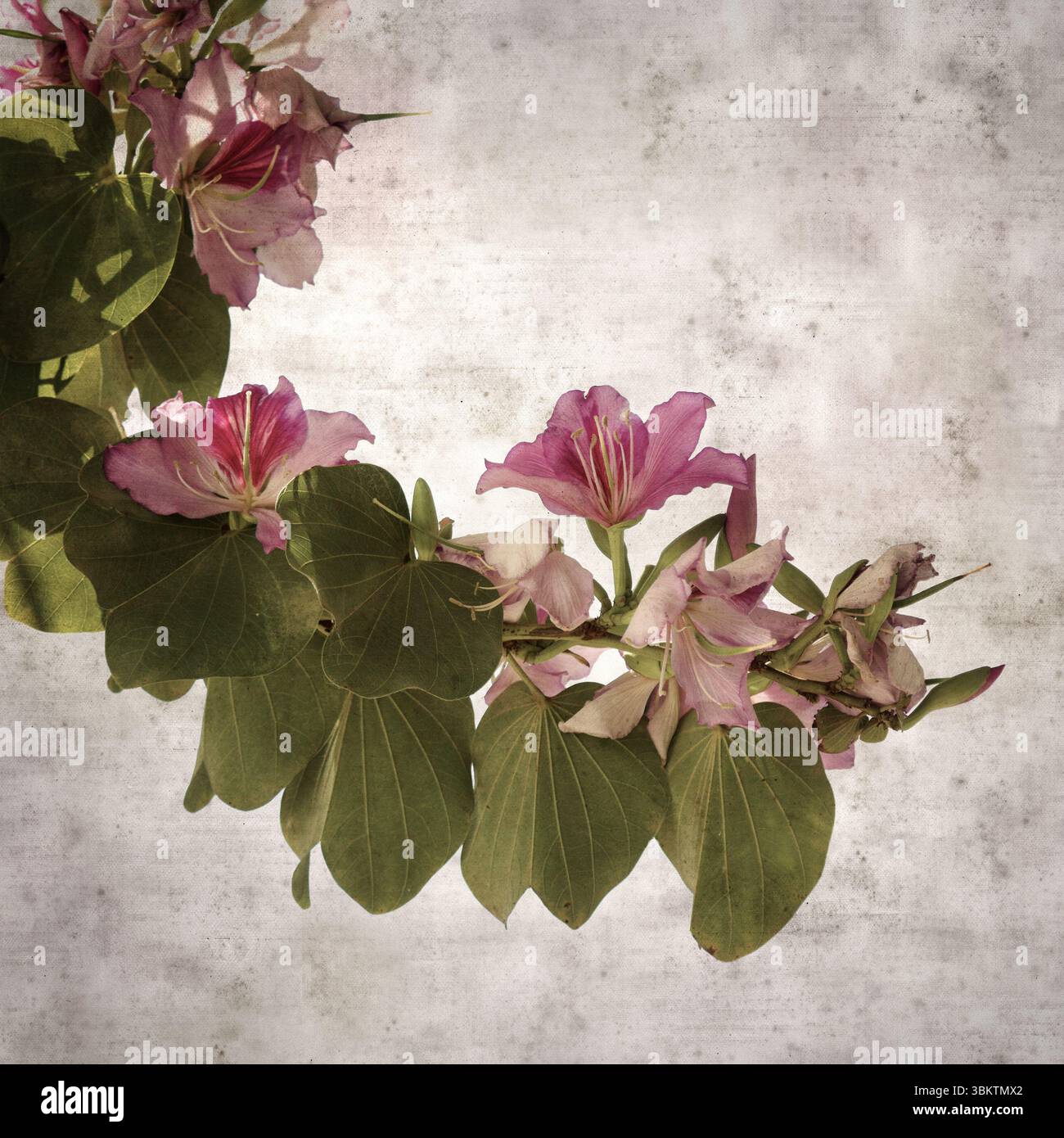 Fond de vieux papier texturé avec Bauhinia variegata, arbre d'orchidée Banque D'Images