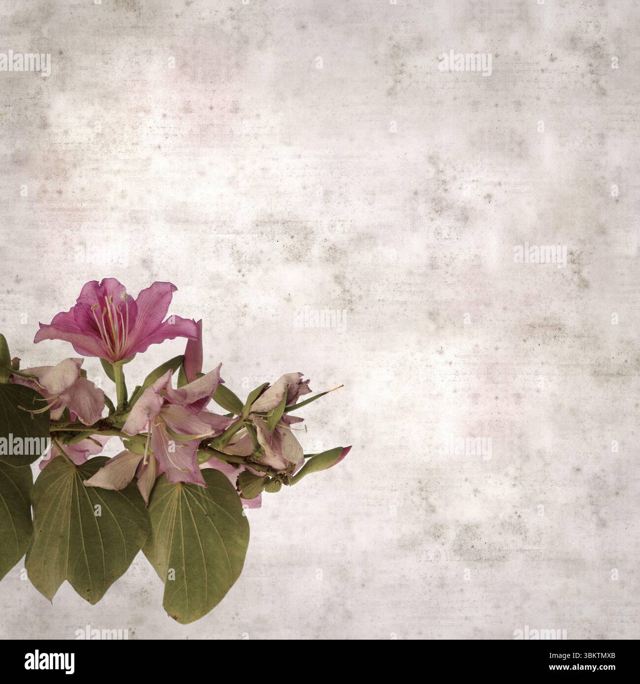 Fond de vieux papier texturé avec Bauhinia variegata, arbre d'orchidée Banque D'Images