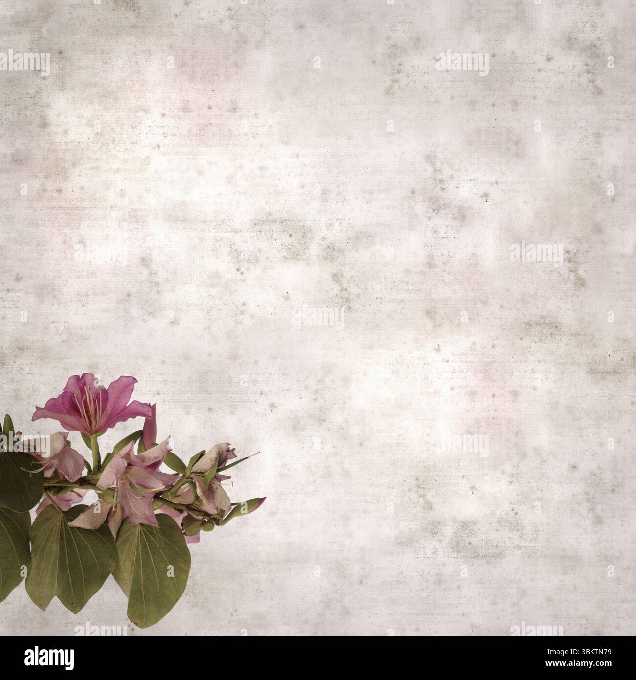 Fond de vieux papier texturé avec Bauhinia variegata, arbre d'orchidée Banque D'Images