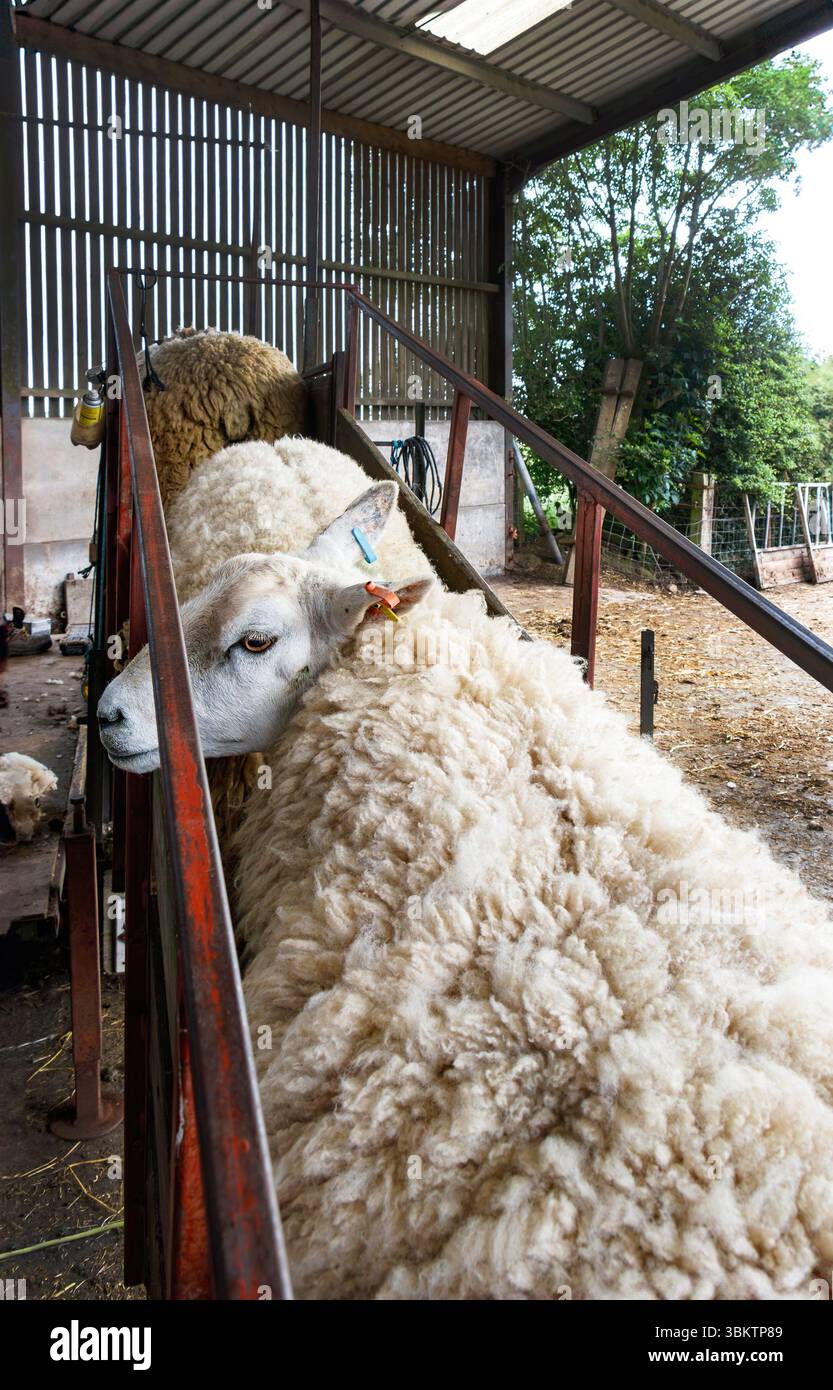 Des moutons alignés dans une rampe d'enclos en métal dans une ferme, prêts à être tondus, avec un regardant en arrière la caméra sous un abri rustique Banque D'Images