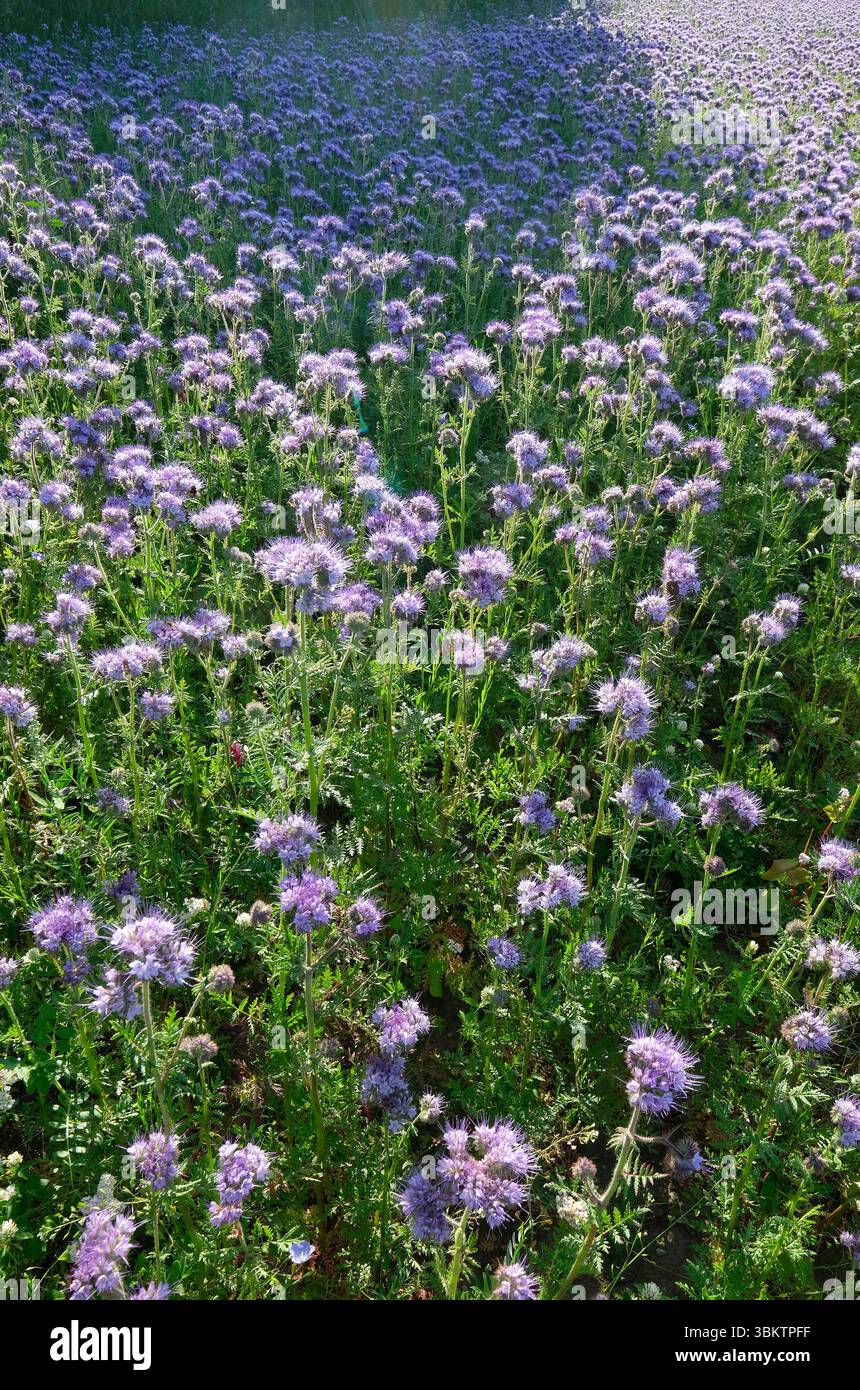 phacelia tanacetifolia crop, sheringham, nord du norfolk, angleterre Banque D'Images