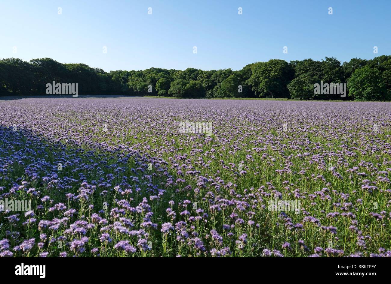 phacelia tanacetifolia crop, sheringham, nord du norfolk, angleterre Banque D'Images