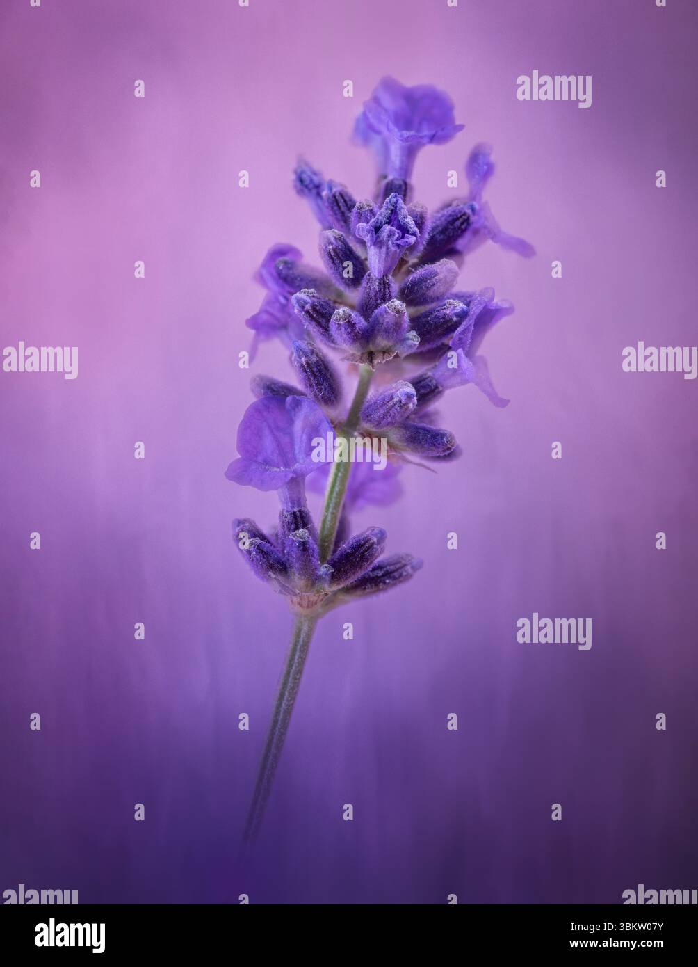 Une tige solitaire de fleur de lavande photographiée sur un fond violet tacheté Banque D'Images