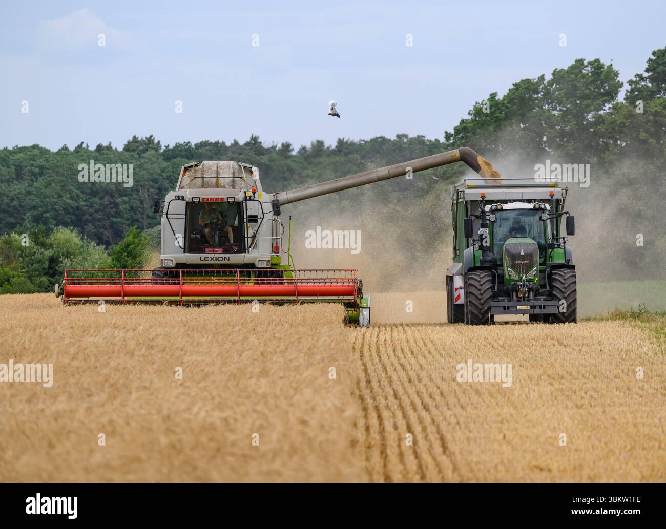 Petersdorf, Allemagne. 23 juin 2025. Un agriculteur récolte de l'orge avec sa moissonneuse-batteuse dans un champ du district d'Oder-Spree, dans l'est du Brandebourg. La récolte des céréales commence lentement dans les champs en Allemagne. Crédit : Patrick Pleul/dpa/Alamy Live News Banque D'Images