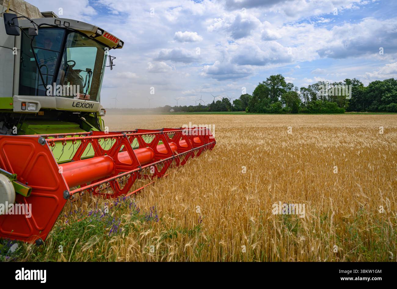 Petersdorf, Allemagne. 23 juin 2025. Un agriculteur récolte de l'orge avec sa moissonneuse-batteuse dans un champ du district d'Oder-Spree, dans l'est du Brandebourg. La récolte des céréales commence lentement dans les champs en Allemagne. Crédit : Patrick Pleul/dpa/Alamy Live News Banque D'Images