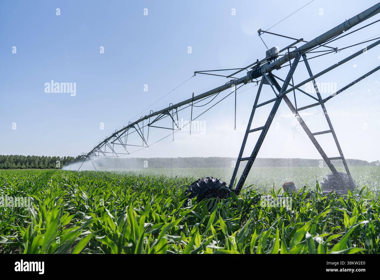 Système agricole d'irrigation à pivot sur champ de maïs Banque D'Images