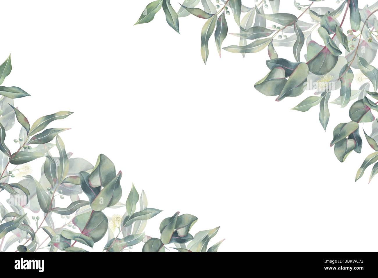 Bannière d'eucalyptus, branches avec des feuilles, des fleurs et des pousses, modèle d'aquarelle sur fond blanc. Brindilles dessinées à la main pour invitations, carte, marbrage Banque D'Images